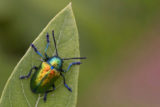 Dogbane beetle on a leaf for Bryan Pfeiffer's website © Bryan Pfeiffer