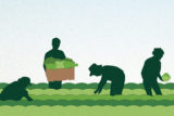 Illustration of people in field harvesting vegetables for the National Gleaning Project website