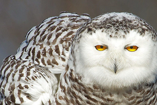 Close up of a snowy owl for the Vermont Center for Ecostudies website © Bryan Pfeiffer