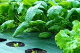 Spinach growing in weed barrier mat for Gardenmats website